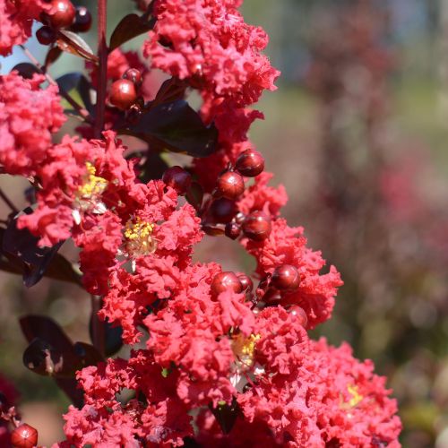 LAGERSTROEMIA